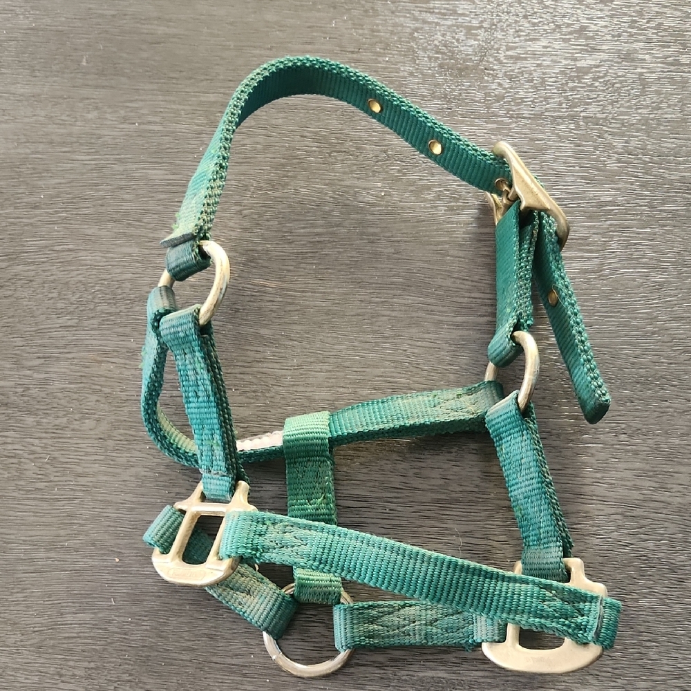 Hamilton Green Adjustable Foal Horse Halter